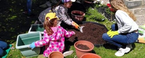 impact sunday gardening